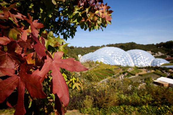 Autumnal leaves at the Eden Project