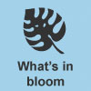 What's in bloom