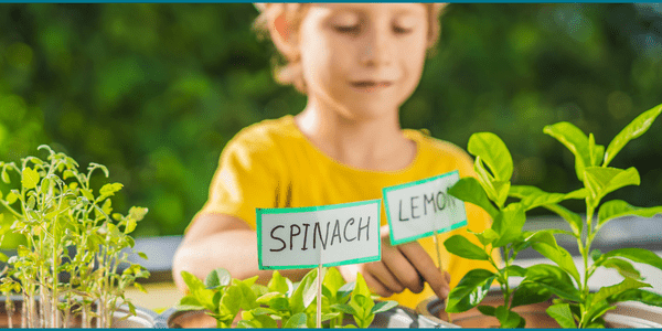 Little boy planting spinach and lemon 
