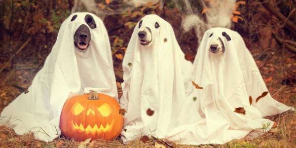 Dogs dressed as ghosts with pumpkin in woods