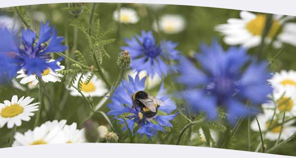 Close up image of wildflowers