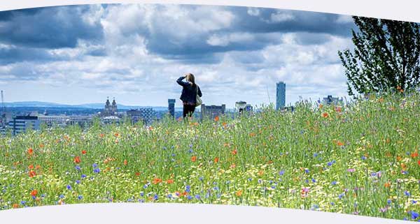 Wildflowers